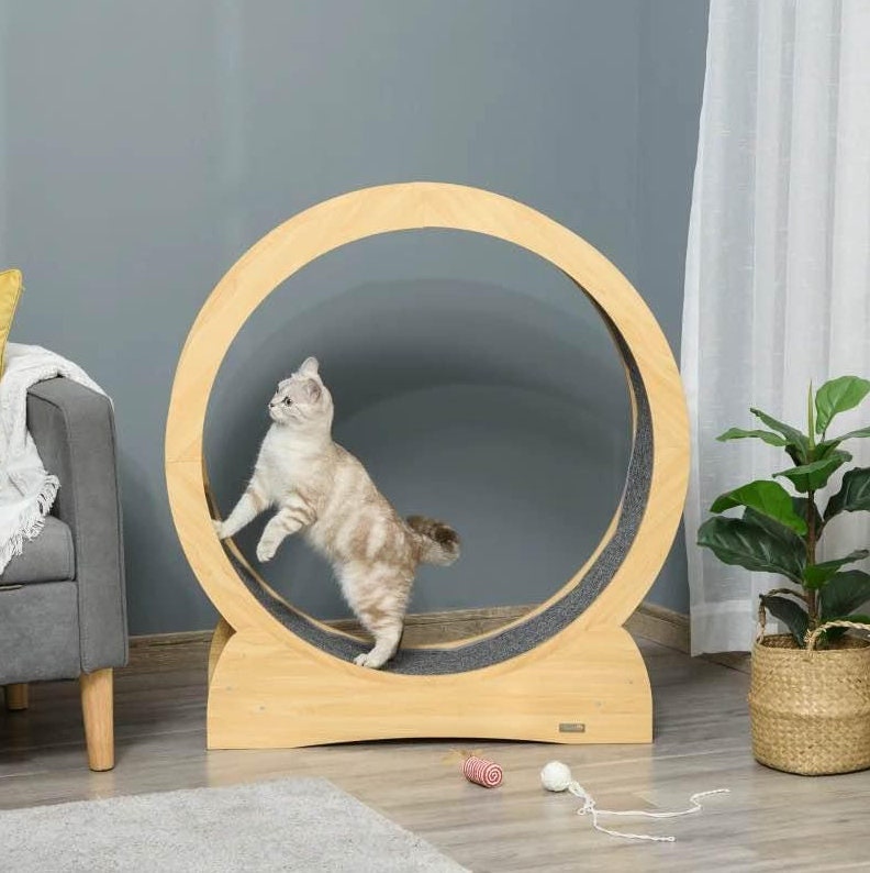 Running wheel for best sale dogs