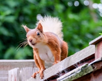 Isle of Wight Red Squirrel