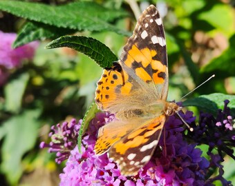 The Painted Lady