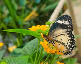 Leopard Lacewing Butterfly Photo