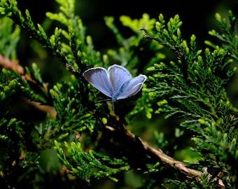 The Holly Blue
