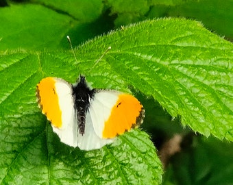 Orange Tip Butterfly Downloadable Print