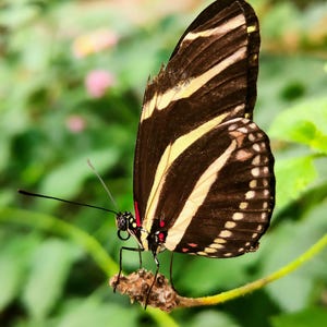 May include: A black and white butterfly with yellow stripes and red markings is perched on a green stem.