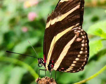 Zebra Longwing Butterfly