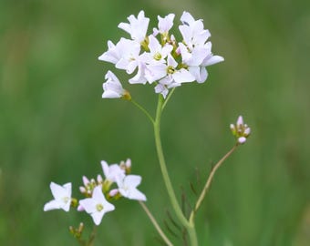 The Cuckoo Flower