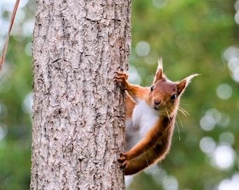 Red Squirrel Ready for Action
