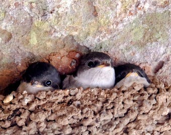 The Western House Martin Nest with Chicks
