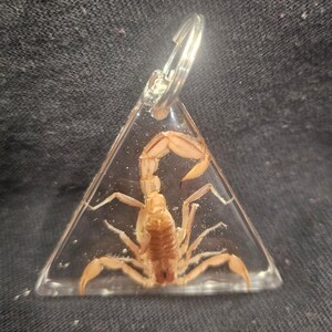 May include: A triangular keychain with a preserved scorpion inside. The scorpion is a light brown color and is visible through the clear resin.