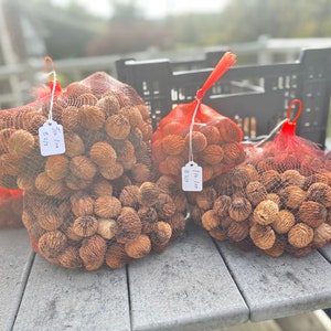 Wild Foraged Black Walnuts 1Lb (Berks County PA)