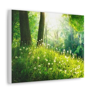sunny forest walk
