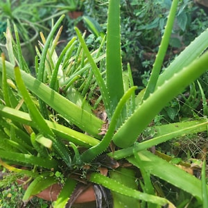 Aloe Vera *Live Plants*
