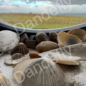 Shells Digital Download. Jpg.