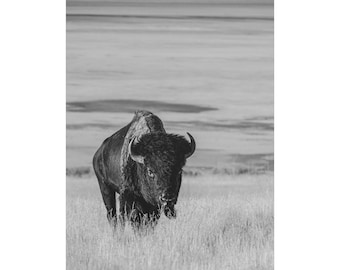 Black and White Bison Canvas