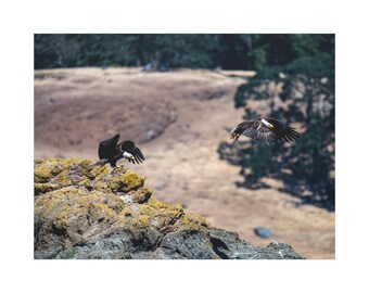 Bald Eagle Take Off Canvas