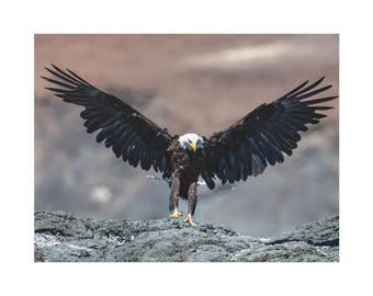 Eagle Landing Canvas