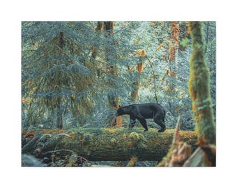 Black Bear, Hoh Rainforest, Olympic NP- Canvas