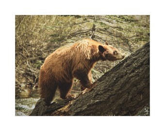 Black Bear, Sequoia National Park