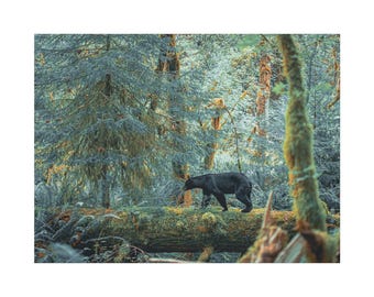 Black Bear, Olympic National Park Canvas