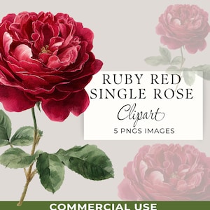 Peut inclure: Illustration numérique d'une rose rouge rubis avec des feuilles et une tige vertes. L'image comprend le texte "RUBY RED SINGLE ROSE Clipart 5 PNGS IMAGES" et "COMMERCIAL USE".