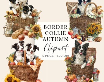 Border Collie Png, Autumn Dog Watercolor Clipart, 4 Transparent Images