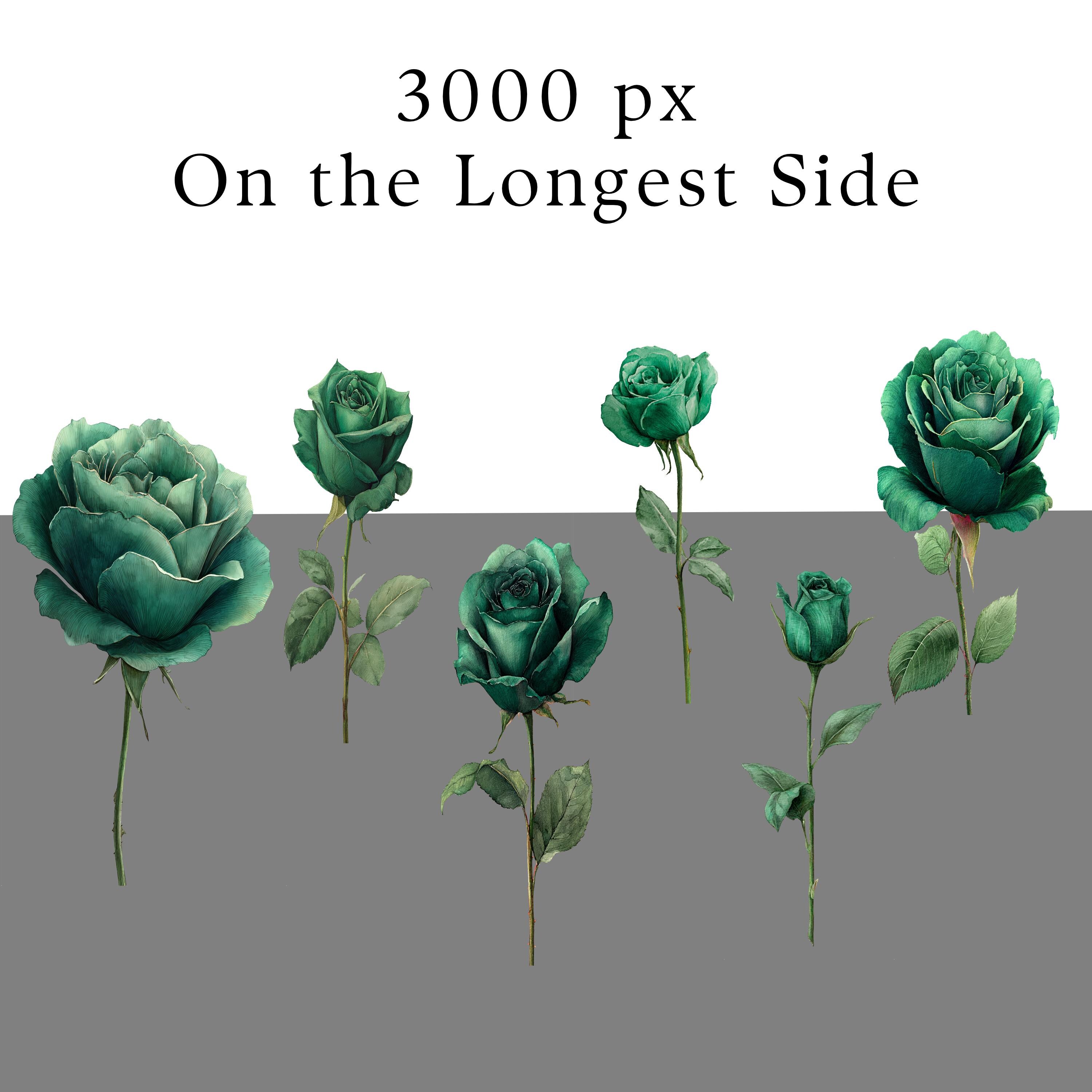 Emerald Green Roses Clipart, Watercolor Floral Pngs, 13 Transparent ...