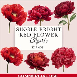 Clipart de una sola flor roja brillante, PNG florales rubí de acuarela, 17 imágenes transparentes