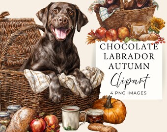 Chocolate Labrador Clipart, Cozy Autumn Dog PNG, 4 Transparent Images