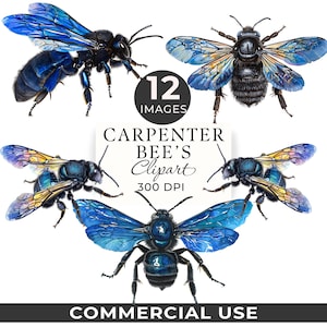 Snickarbi Clipart, Blå Xylocopa Violacea PNGs, 12 transparenta bilder