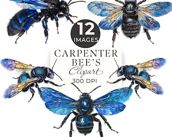 Carpenter Bee Clipart, Blue Xylocopa Violacea PNGs, 12 Transparent Images