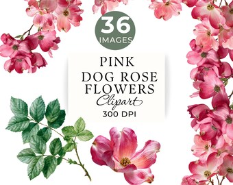 Pink Dog Rose Botanical Clipart, Vintage Watercolor Floral PNG, 36 Transparent Images