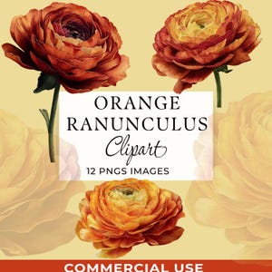 May include: Watercolor illustration of orange ranunculus flowers. The image includes three fully bloomed flowers with detailed petals, green stems, and the text "ORANGE RANUNCULUS Clipart 12 PNGS IMAGES COMMERCIAL USE".