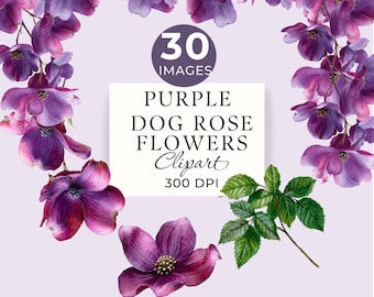 Purple Dog Rose Flower Clipart, Abstract Bright Floral PNG, 30 Transparent Images