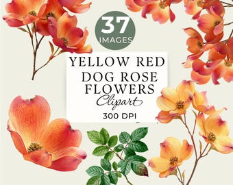 Yellow Red Dog Rose Flower Clipart, Abstract Bright Floral PNG, 37 Transparent Images