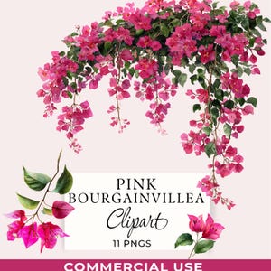 Buganvillas rosas, imágenes PNG de flores mediterráneas, 11 imágenes transparentes