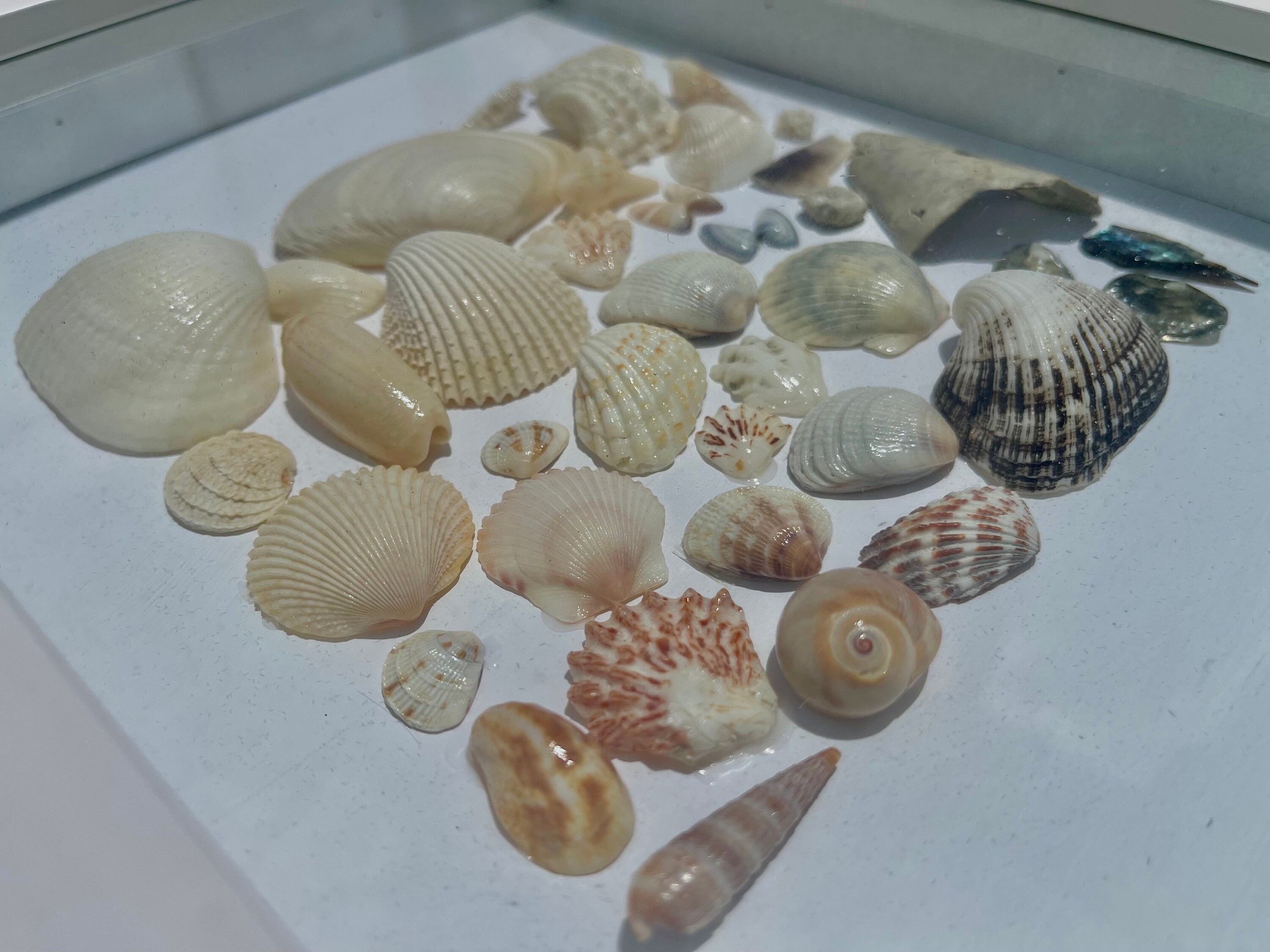 Market Square Shell Square Shell White Shadow Box - Etsy