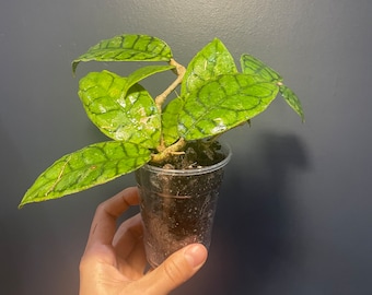 Hoya Callistophylla - Live plant - Rare plant - Large leaf hoya