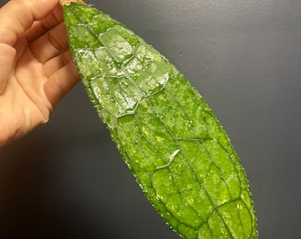 Hoya Clemensiorum - huge leaves  - lightly rooted  - large leaf Hoya