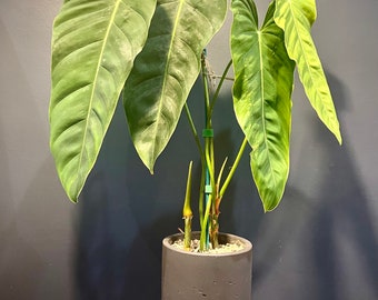 Philodendron Esmeraldense - 2.5”, 4” - live plants - house plants - climbing philodendron