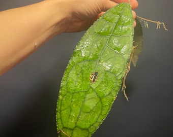 Hoya Clemensiorum - huge leaves  - lightly rooted  - large leaf Hoya