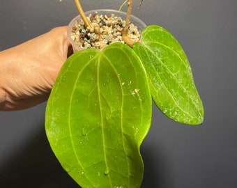 Hoya Sarawak - huge leaves  - lightly rooted  - large leaf Hoya