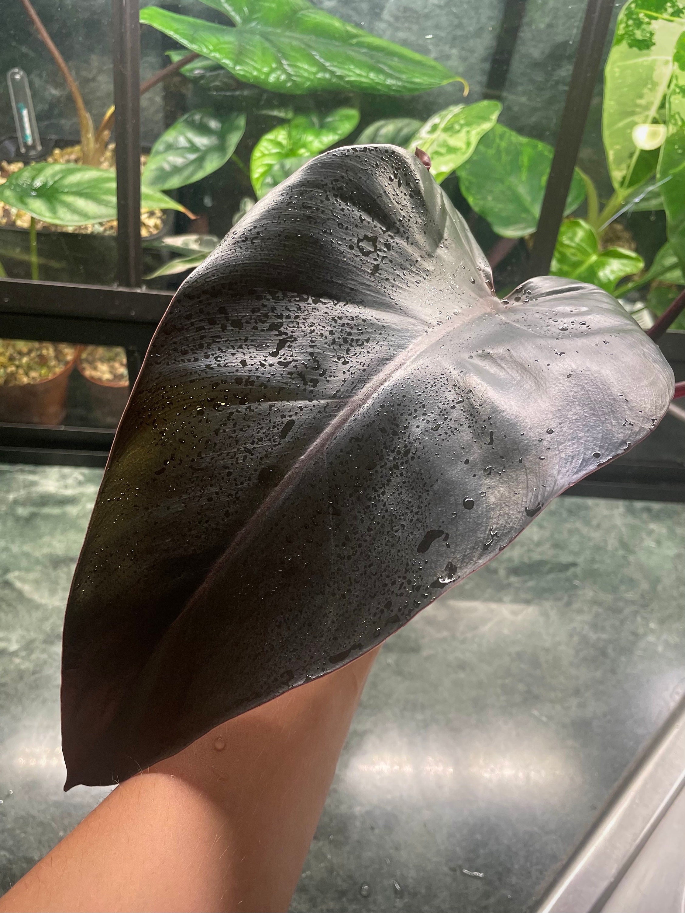 Philodendron Majesty - Unrooted CUTTING, Live Plant, Climbing Philodendronr  - Etsy