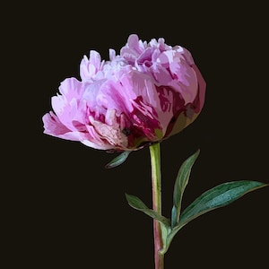 Pink peony v1