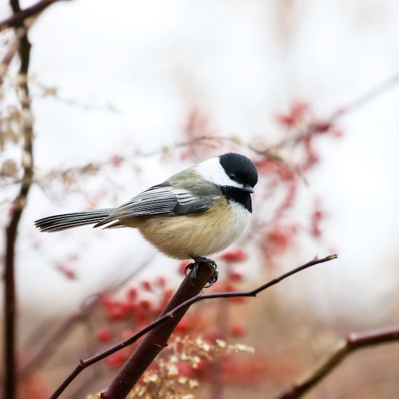 Black-Capped Chickadee Photo Print: Ontario Wildlife Photography