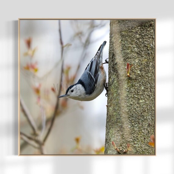 White-breasted Nuthatch Photography Print: Styled Stock Photo (Digital Download)