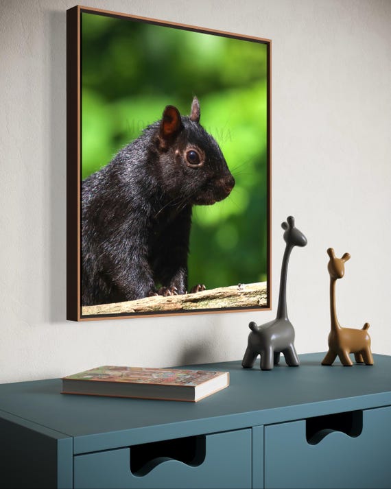 Black Squirrel Fine Art Photography Print (Digital Download)