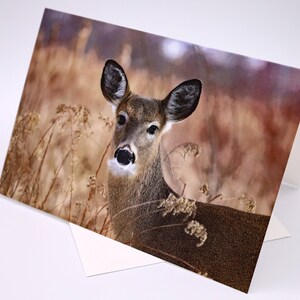 Carte de voeux, Beau cerf de Virginie, Carte de vœux, Carte d'anniversaire, Carte de remerciement, Carte avec photos d'animaux sauvages, Carte de la nature, Toute occasion