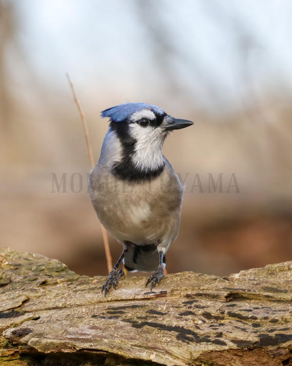 Blue Jay Bird Photography Print: Vertical Wall Art (Digital Download)
