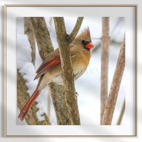 Northern Cardinal Photography: Styled Stock Photo, Bird Fine Art (Digital Download)