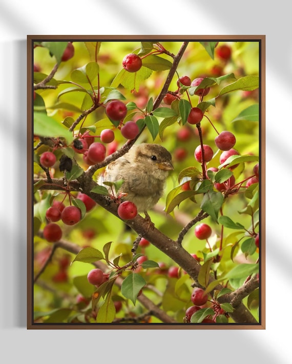Sparrow and Crab Apples Photo: Wild Bird Fine Art Print (Digital Download)