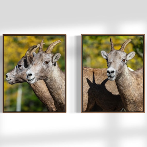 Bighorn sheep Fine Art Print: Styled Stock Photo, Vertical Wall Art (Digital Download)